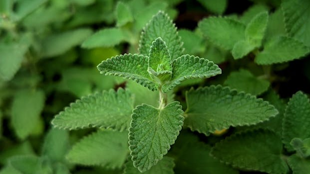 Jak Homeopatie Pomáhá s Trávicími Problémy: Přírodní Řešení