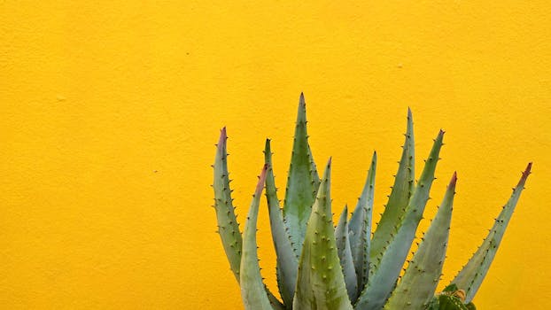 Rostliny proti rakovině: Kurkuma, Zelený čaj a Aloe Vera